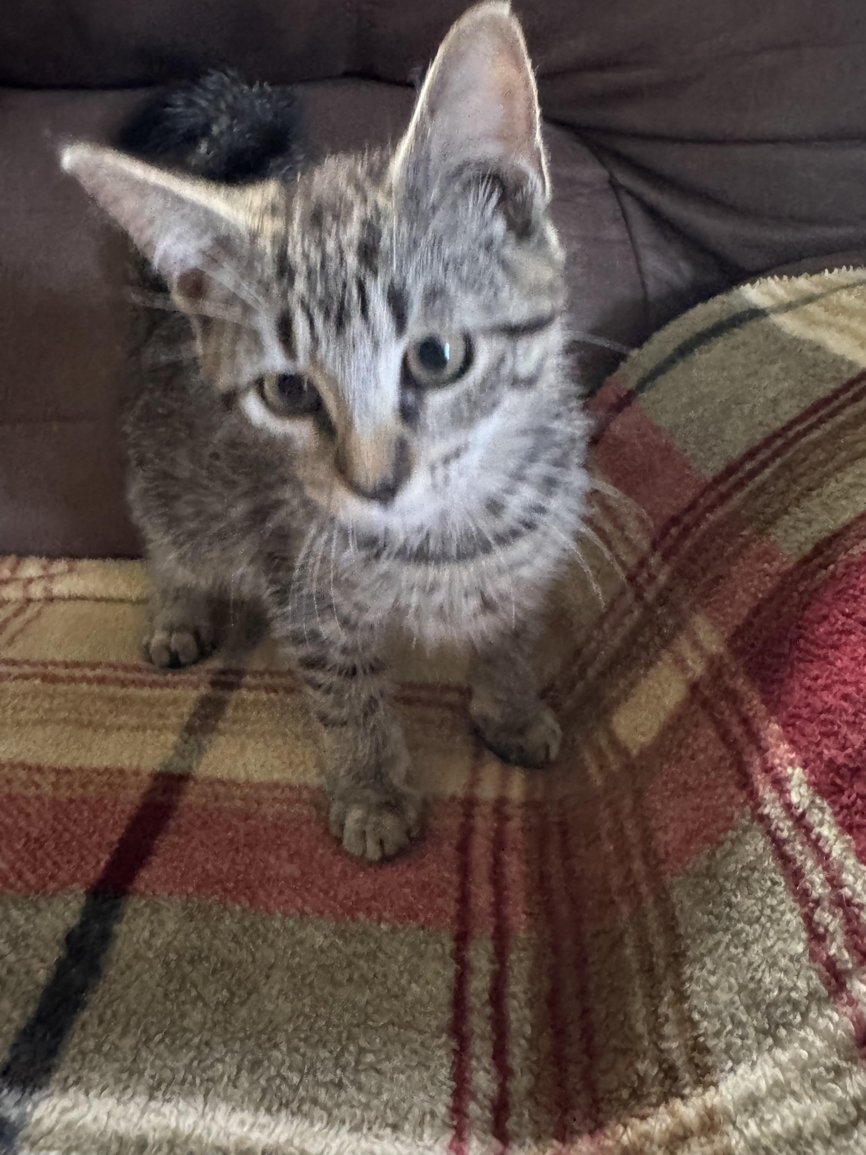 Kips Bay, a ADOPTABLE mixed breed in Succasunna, NJ image 2/2