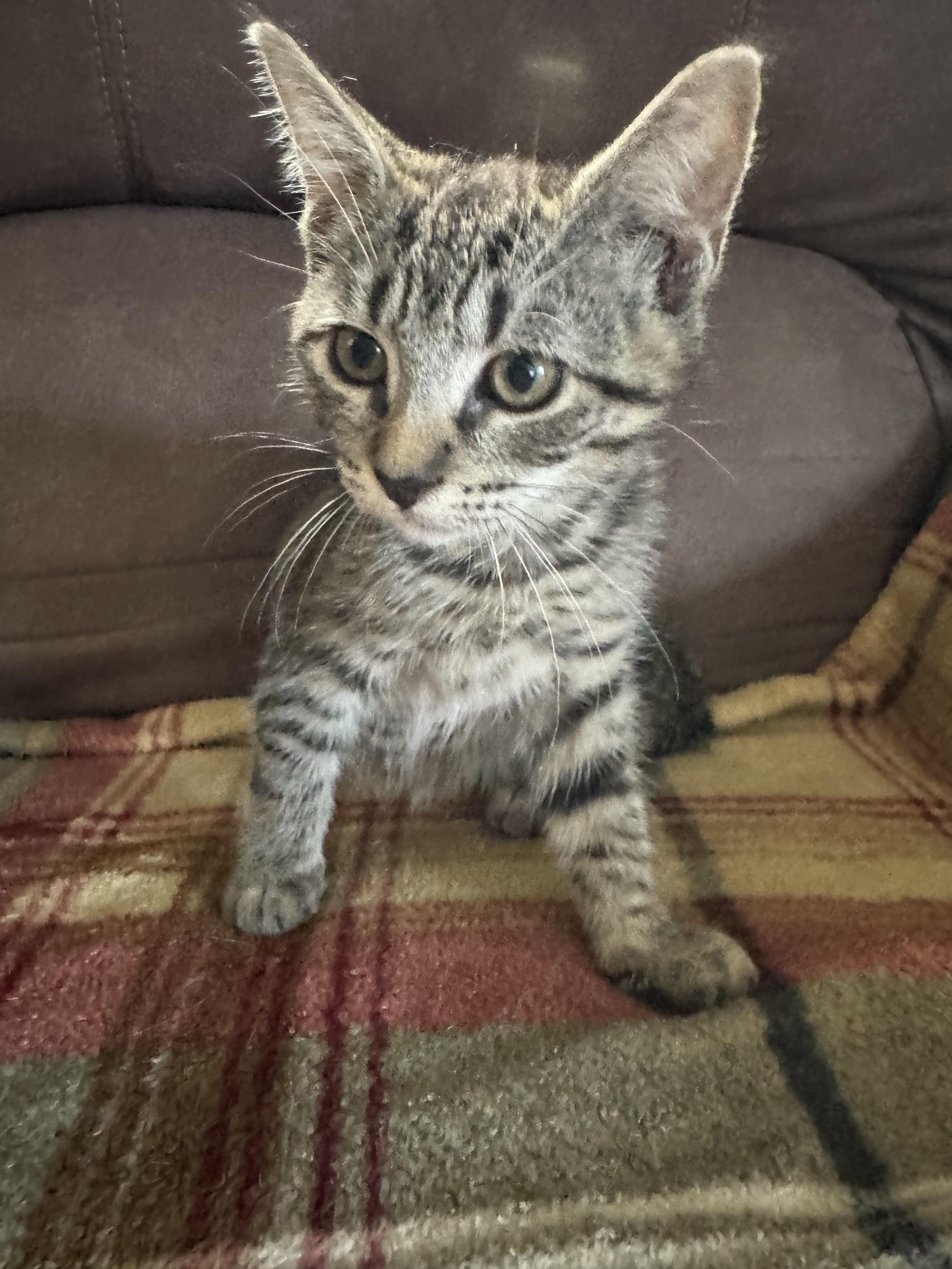 Kips Bay, ADOPTABLE, Kitten Female Tabby.