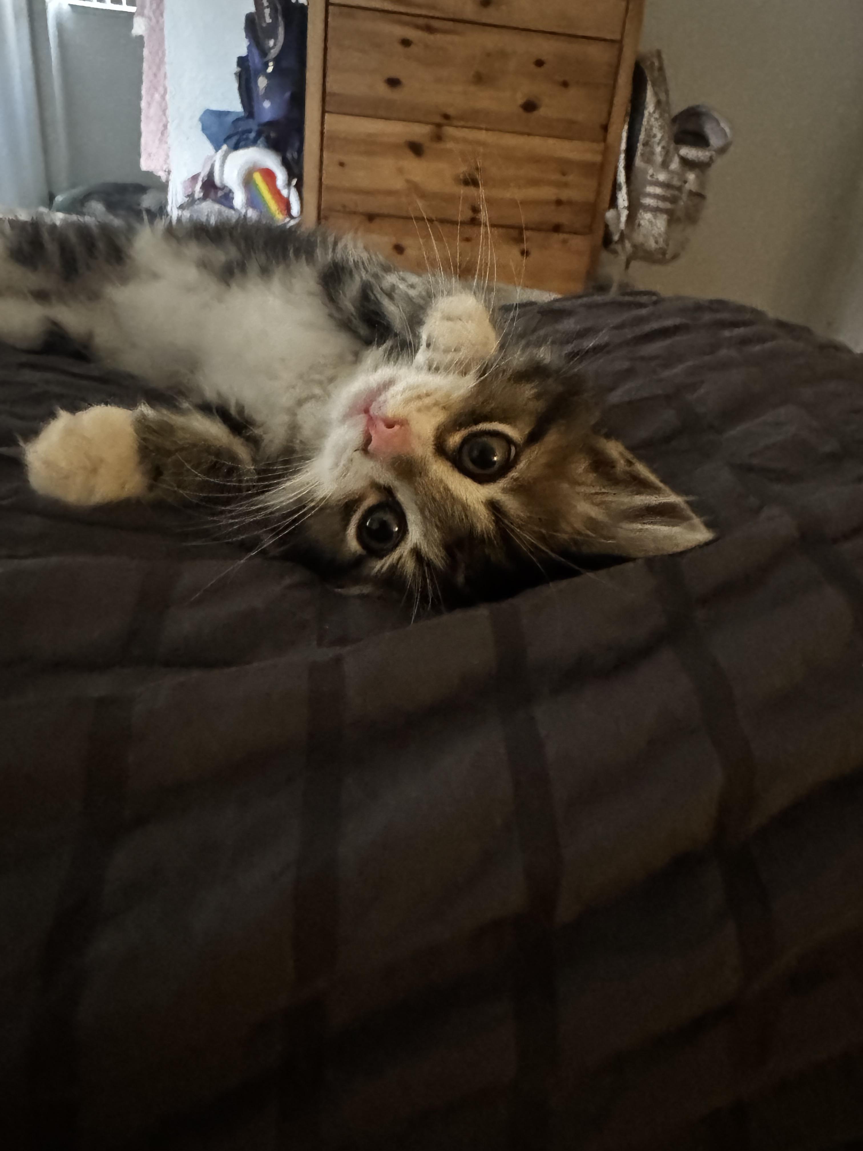 Magoo, a ADOPTABLE Maine Coon in Tracy, CA image 4/5