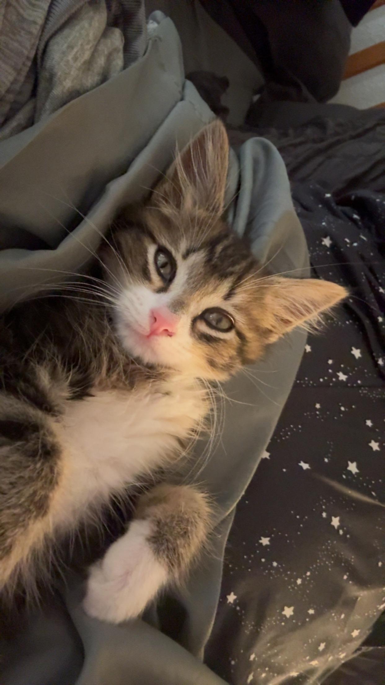 Magoo, a ADOPTABLE Maine Coon in Tracy, CA image 1/5