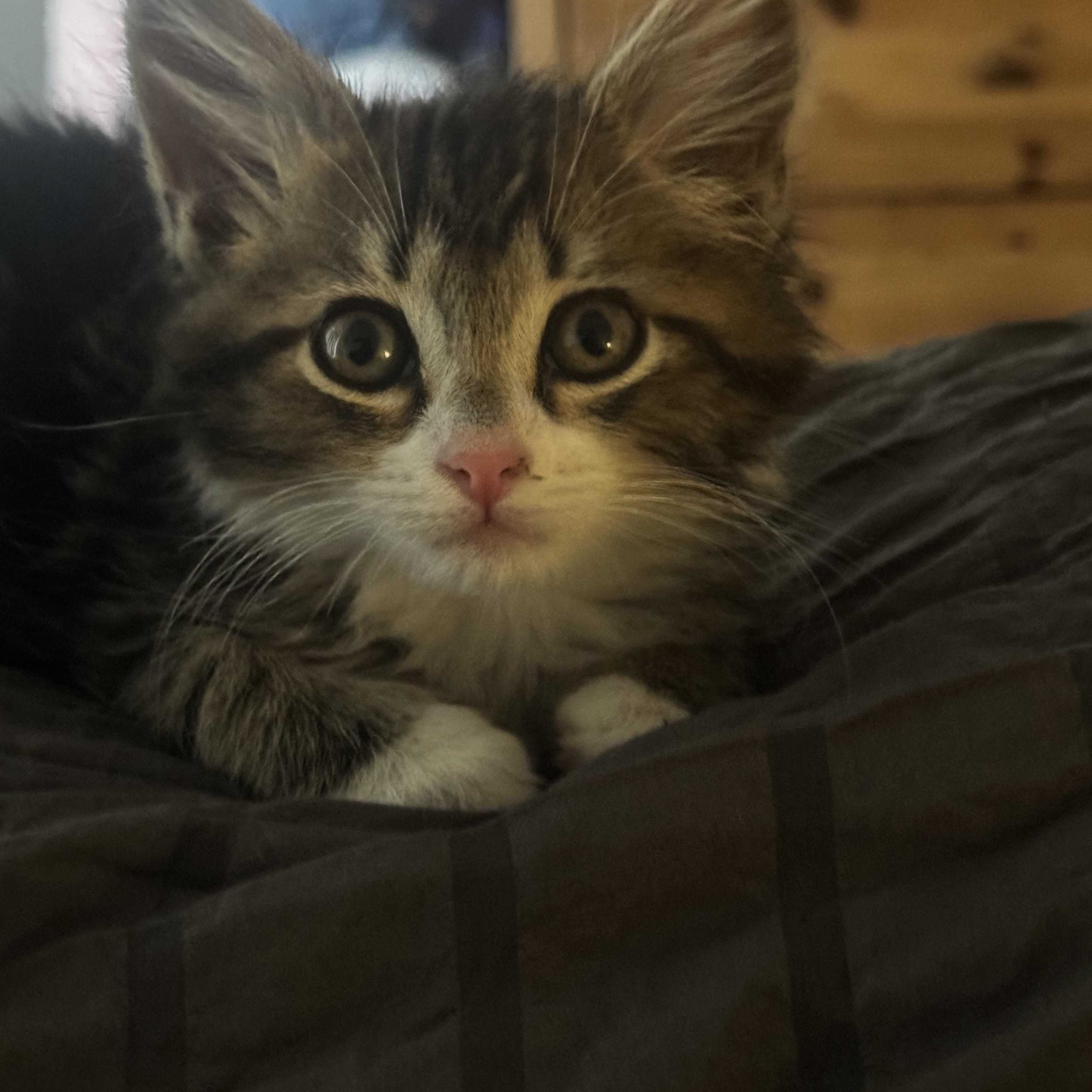 Magoo, a ADOPTABLE Maine Coon in Tracy, CA image 5/5