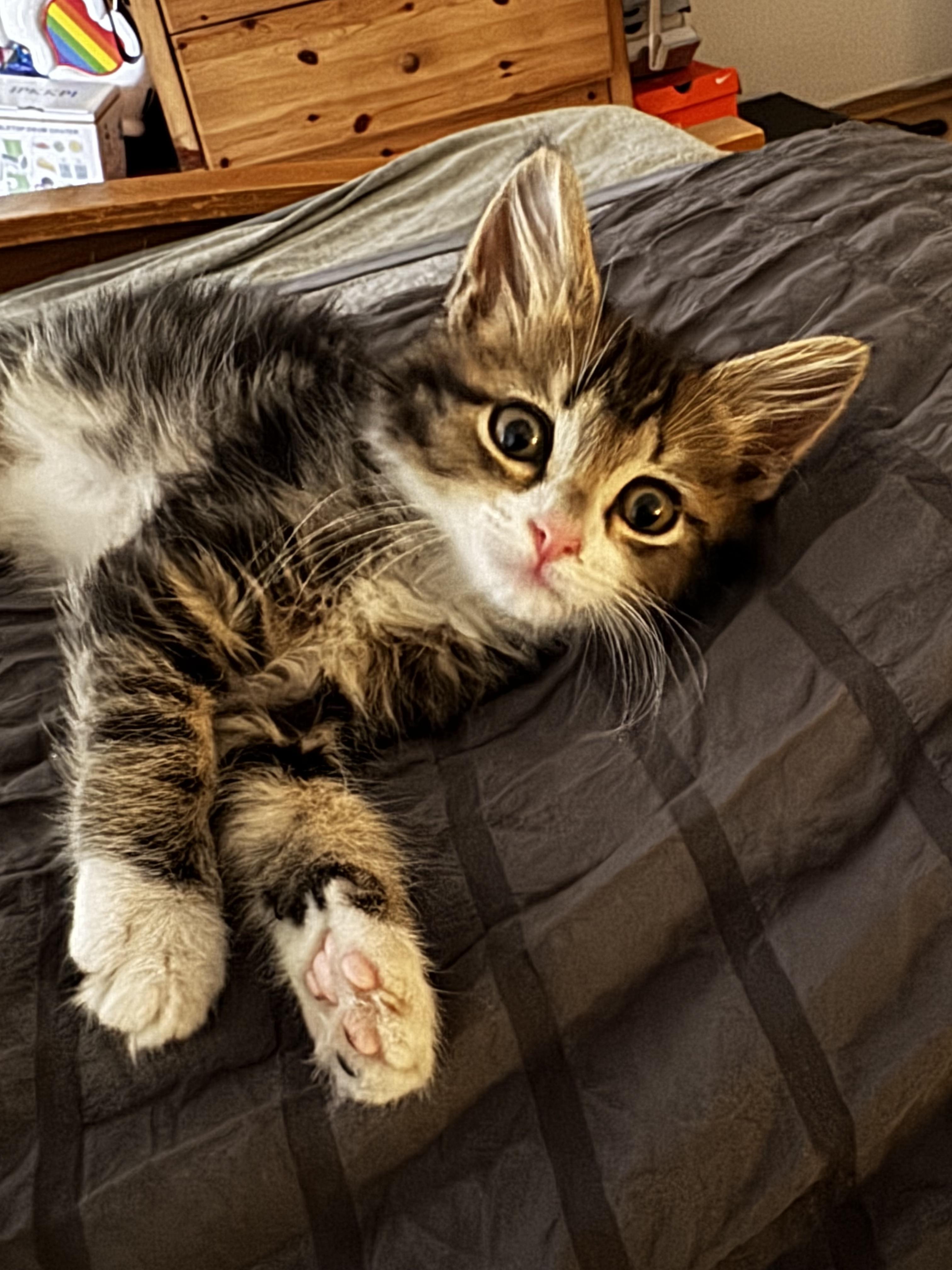 Magoo, a ADOPTABLE Maine Coon in Tracy, CA image 2/5