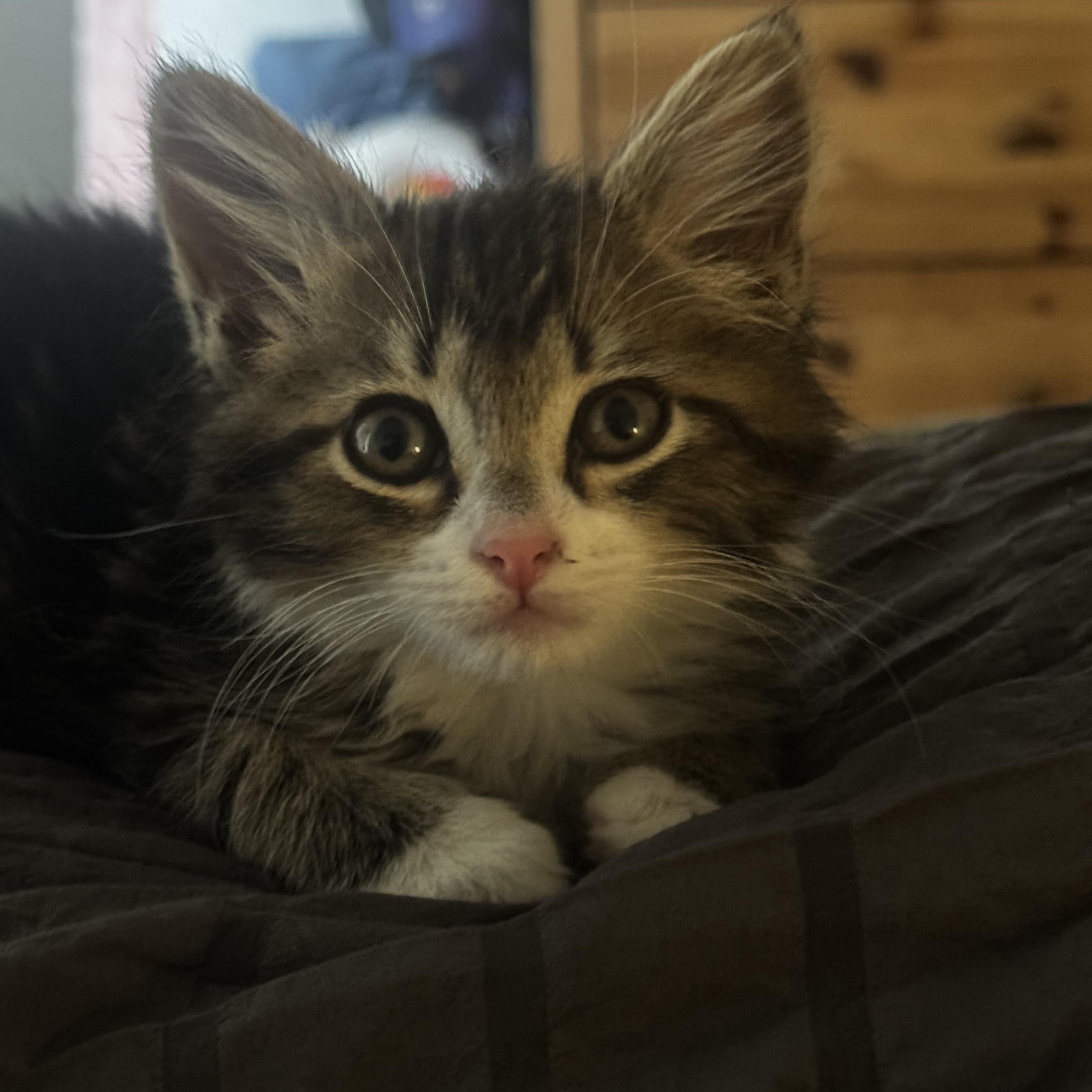 Magoo, a ADOPTABLE Maine Coon in Tracy, CA image 3/5