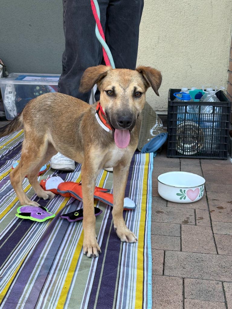 Jimmy Downey, Adopted, Young Male Mixed Breed.