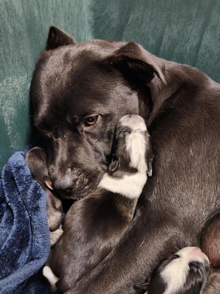 Vc-9 Olivia, Adoptable, Adult Female Pit Bull Terrier.