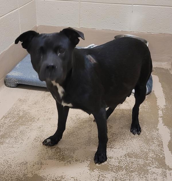 Enlarge Vc-9 Olivia, a Adoptable mixed breed in Lawrenceville, GA image 2/3