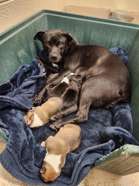 Enlarge Vc-9 Olivia, a Adoptable mixed breed in Lawrenceville, GA image 3/3