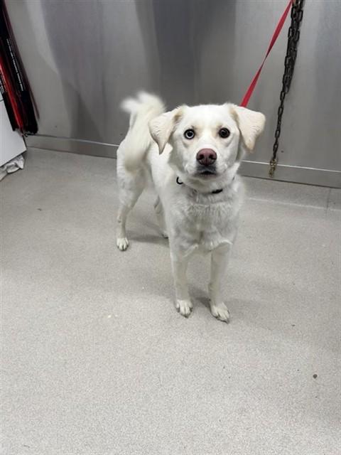 GHOST, Adoptable, Young Male Husky & Mixed Breed.