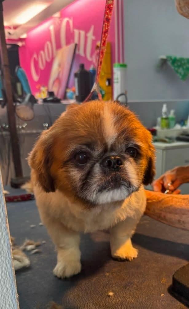 Enlarge King/Kenny, a Adoptable Pekingese in Fort Lauderdale, FL image 1/1