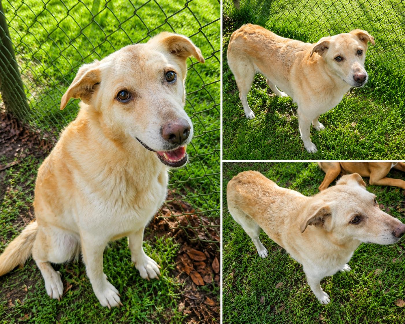 Enlarge Ava, a Adoptable mixed breed in Newark, NJ image 1/1