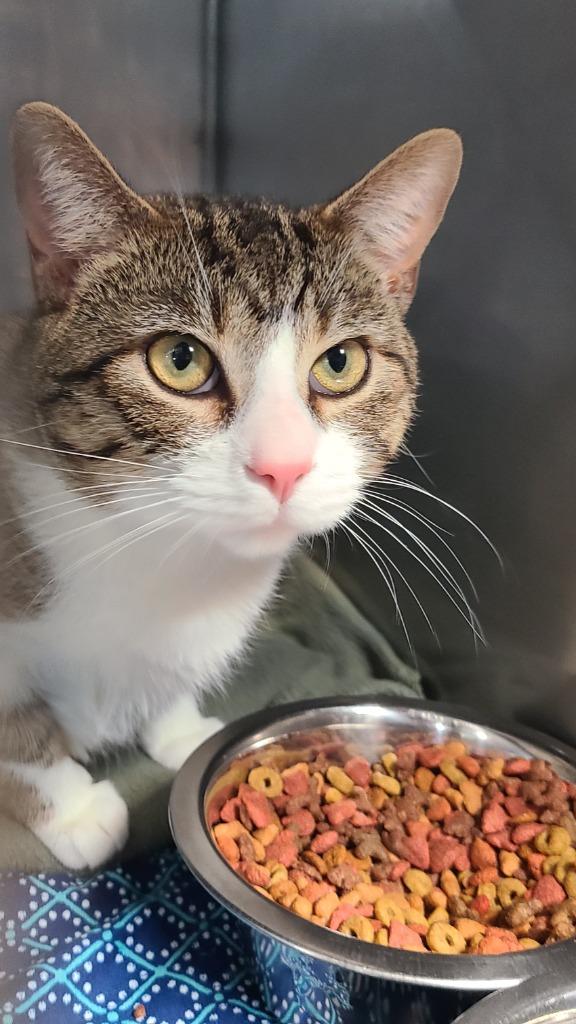 Enlarge Hammy, a Adopted mixed breed in Huntington, IN image 1/1