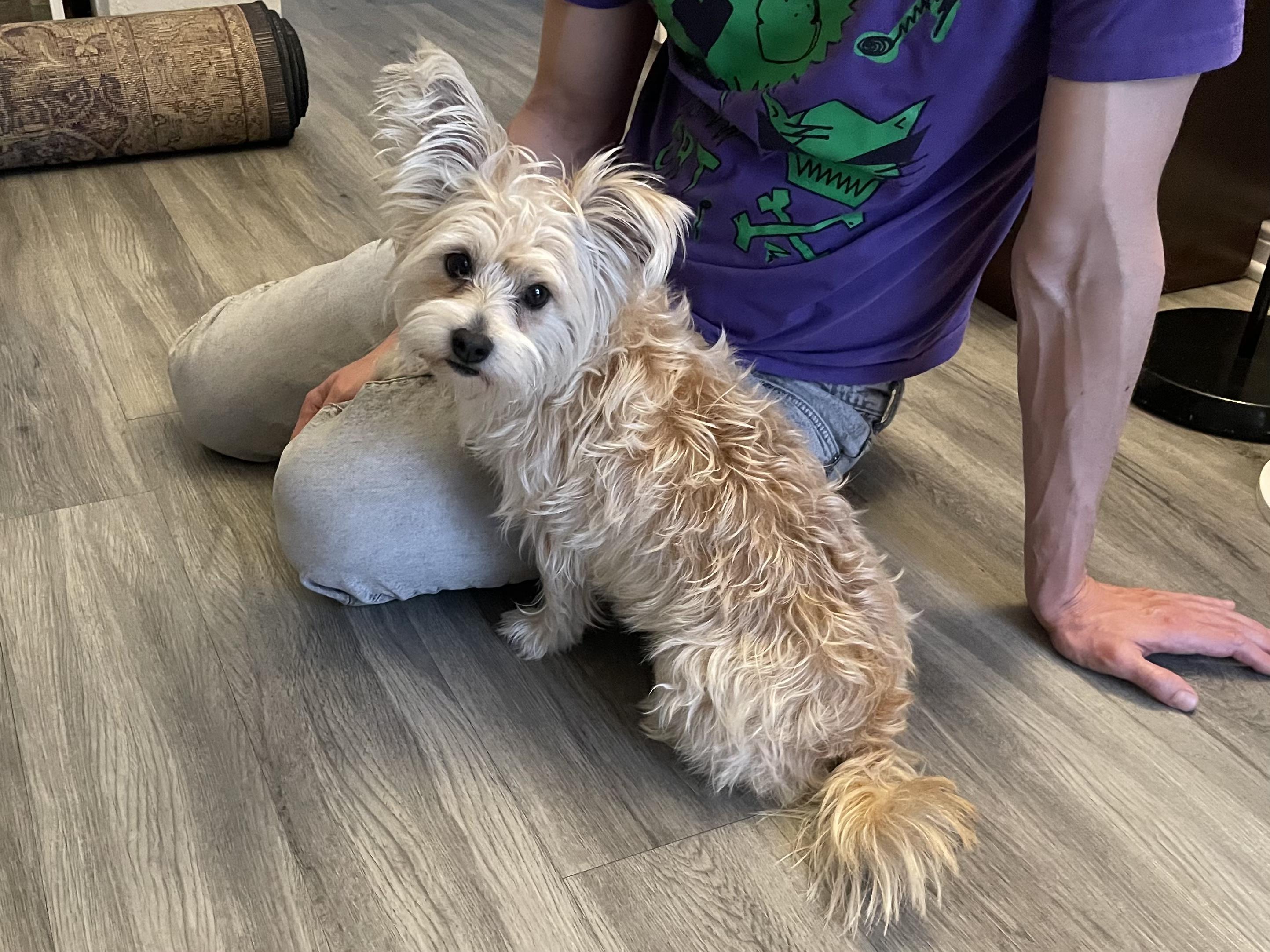 Enlarge Bella, a ADOPTABLE mixed breed in Riverside, CA image 1/4