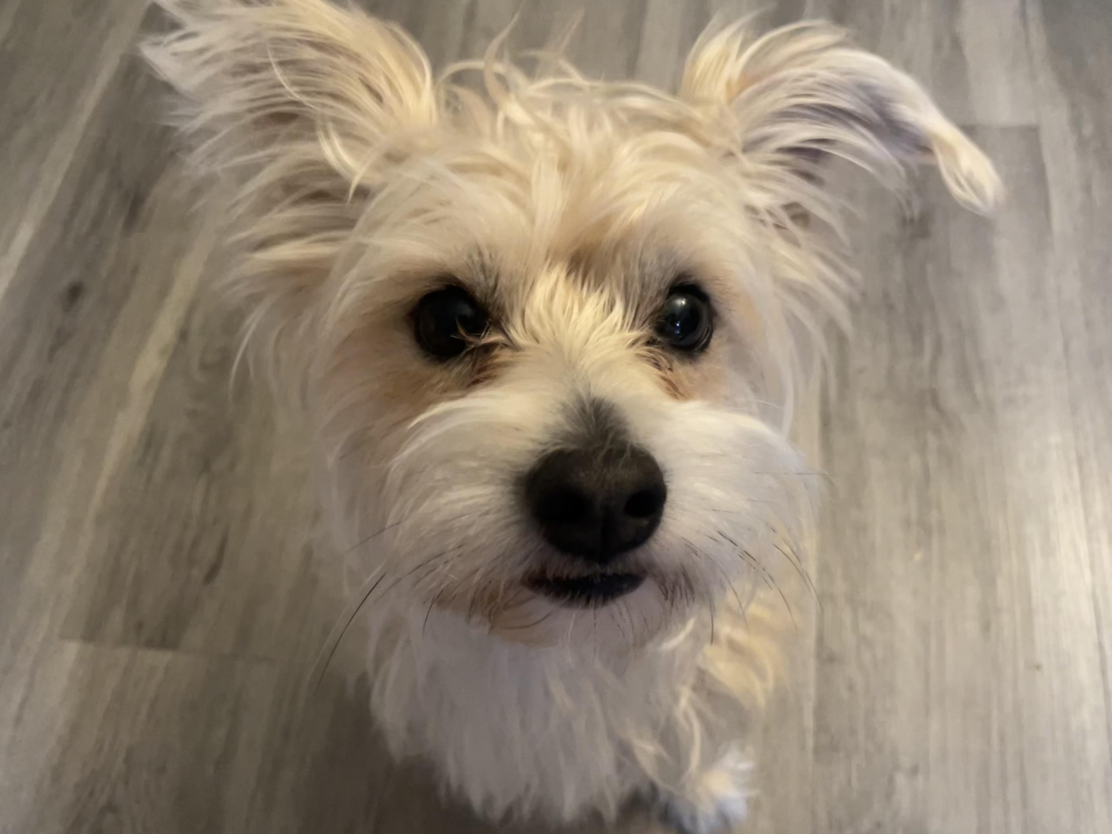 Enlarge Bella, a ADOPTABLE mixed breed in Riverside, CA image 2/4