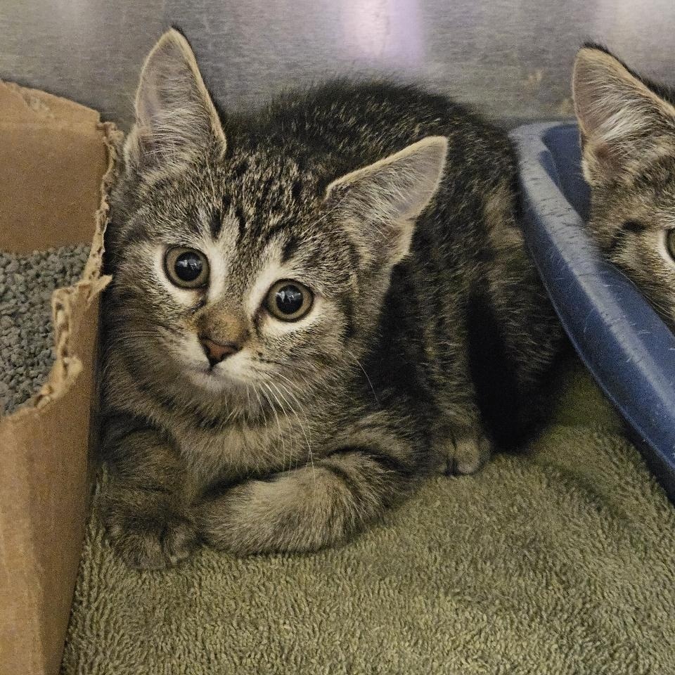 Apple, adopted, Kitten Female Domestic Short Hair.