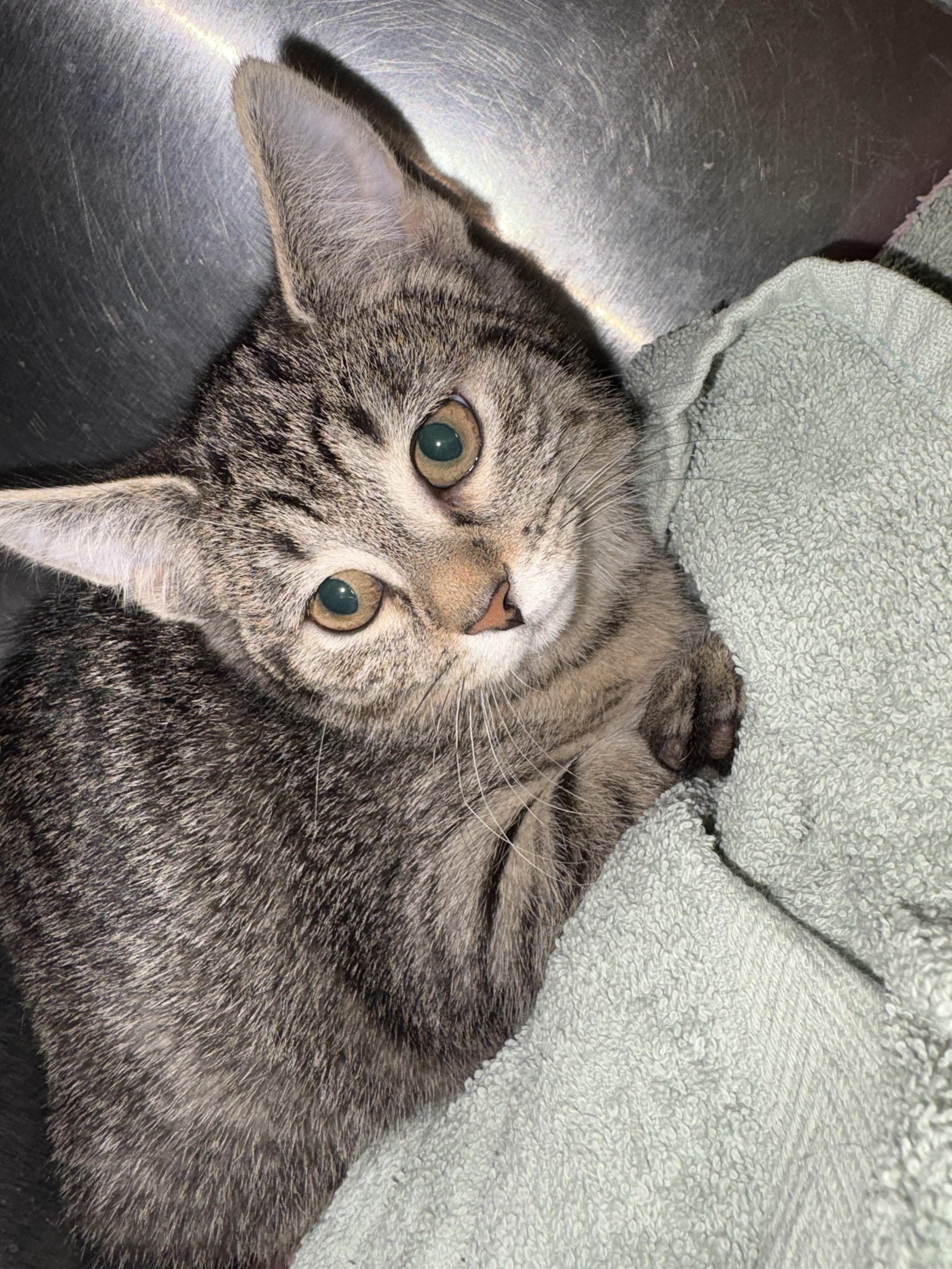 Enlarge Apple, an adopted Domestic Short Hair in Richboro, PA image 2/2