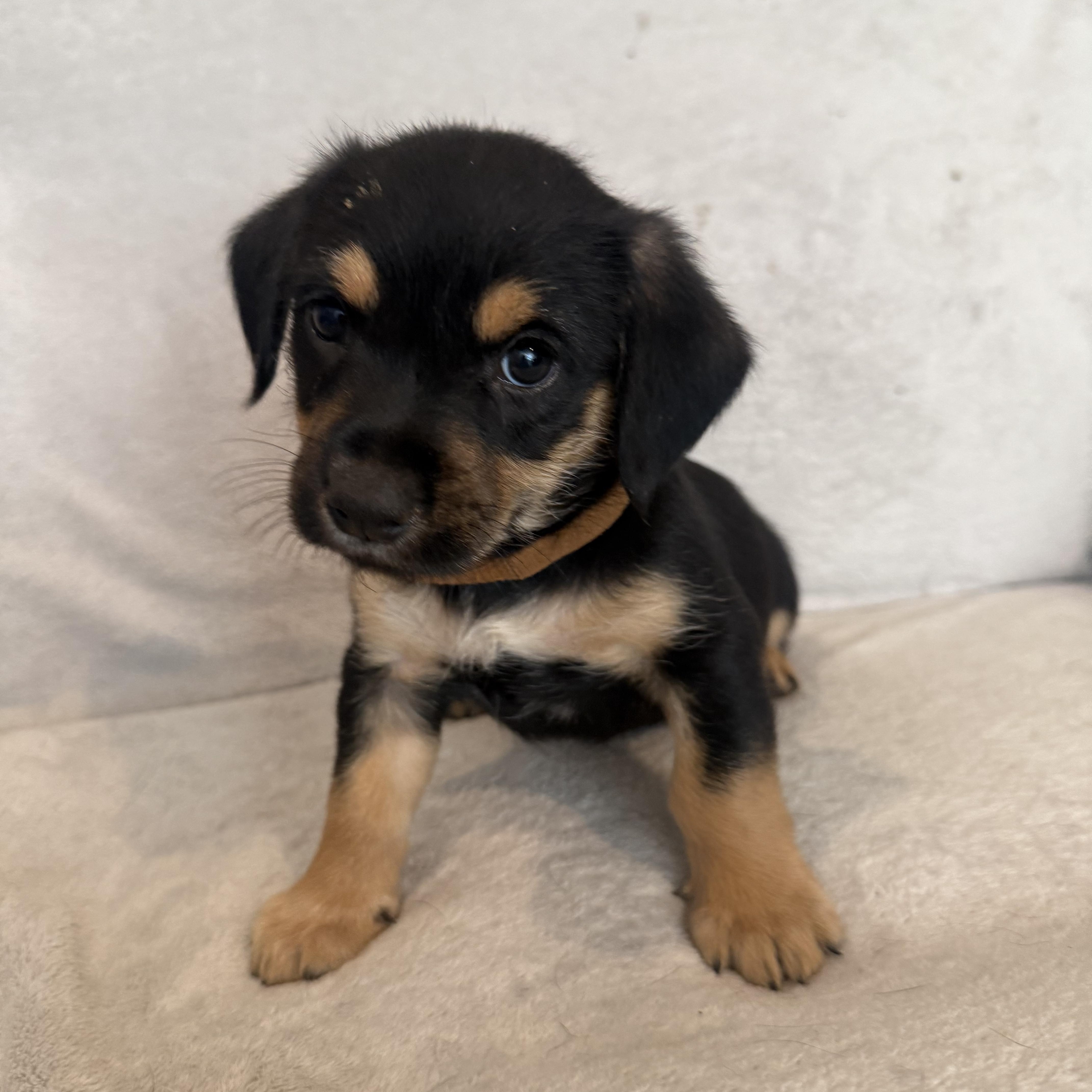 Enlarge Rodrigo (R litter), an adopted mixed breed in San Diego, CA image 1/4