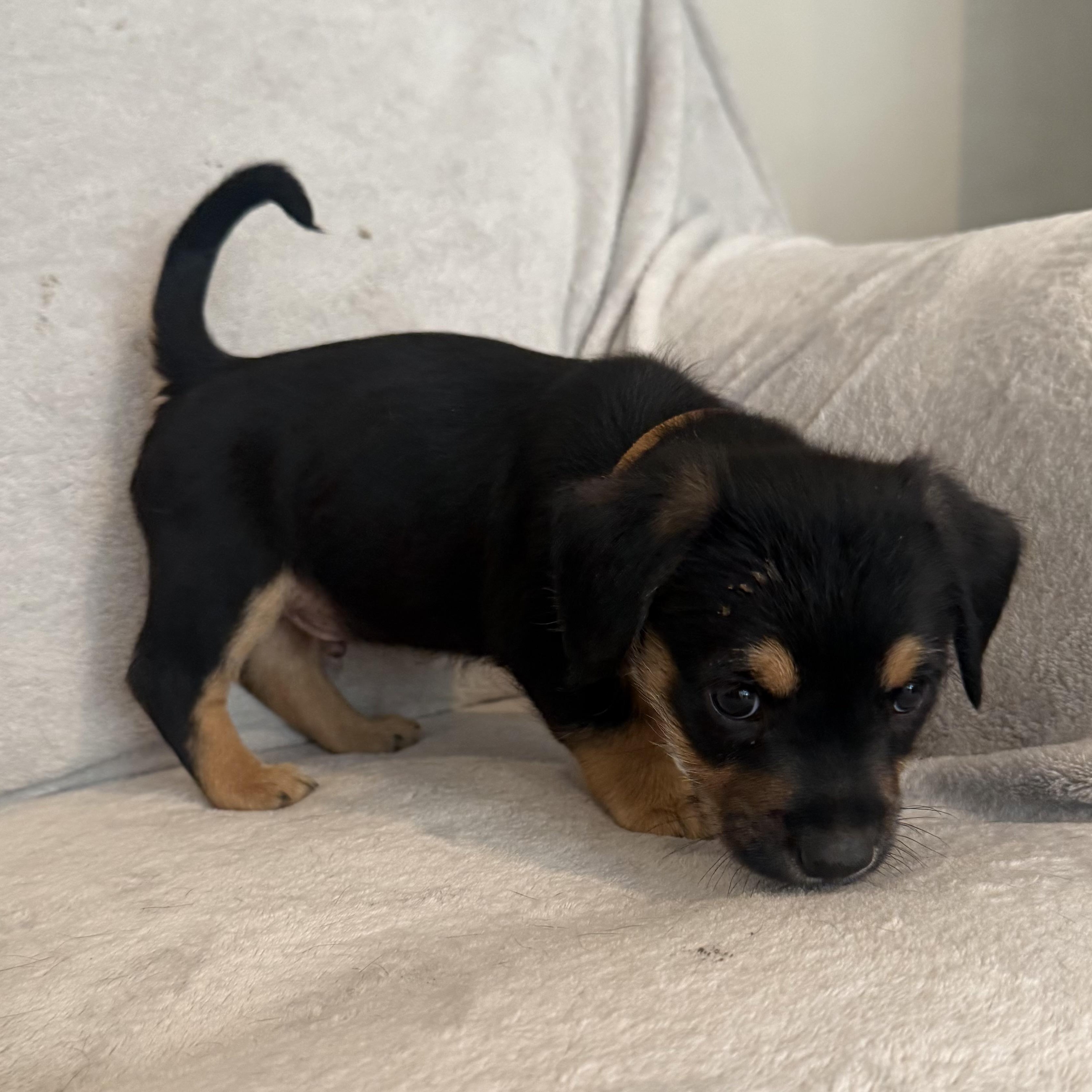 Enlarge Rodrigo (R litter), an adopted mixed breed in San Diego, CA image 2/4