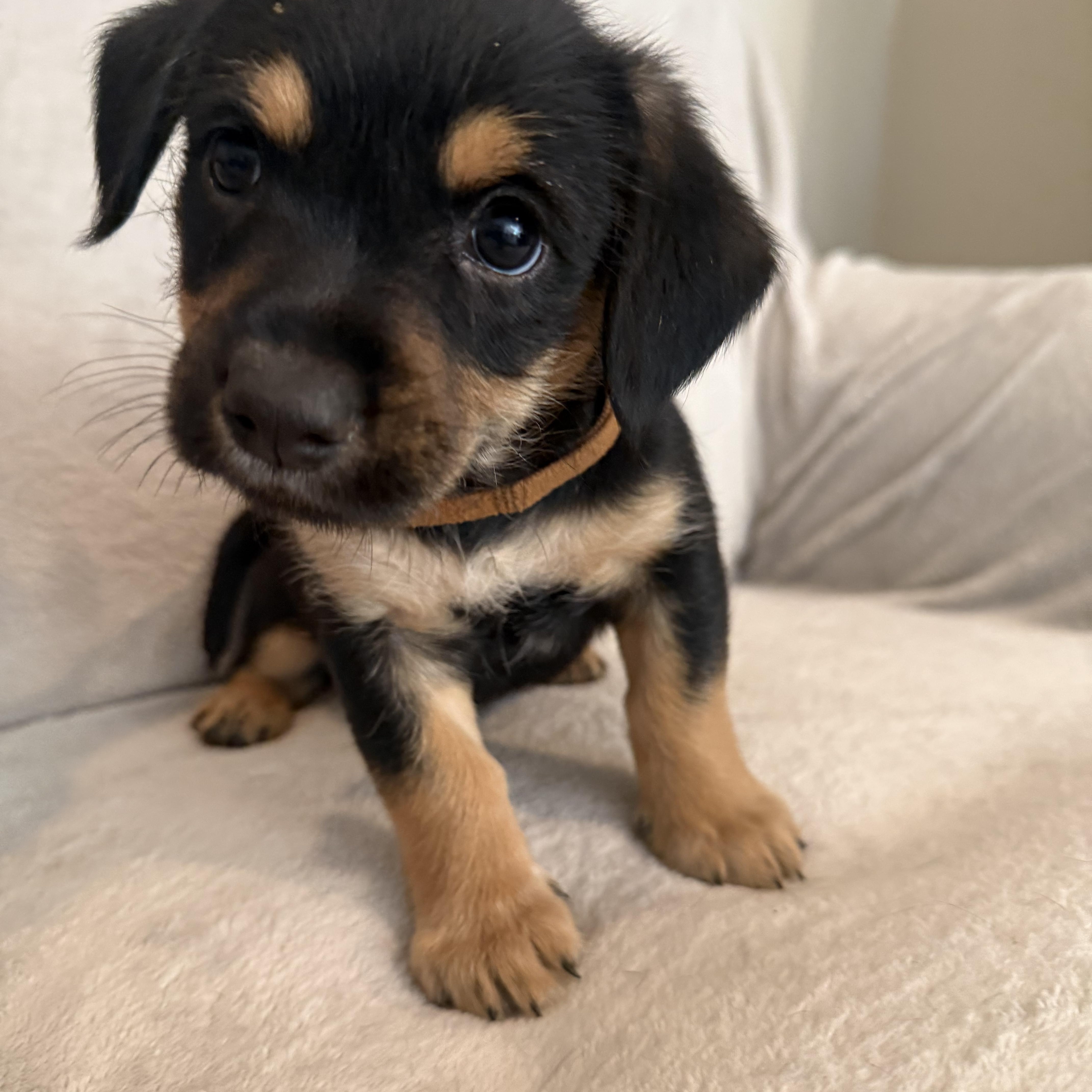 Enlarge Rodrigo (R litter), an adopted mixed breed in San Diego, CA image 3/4