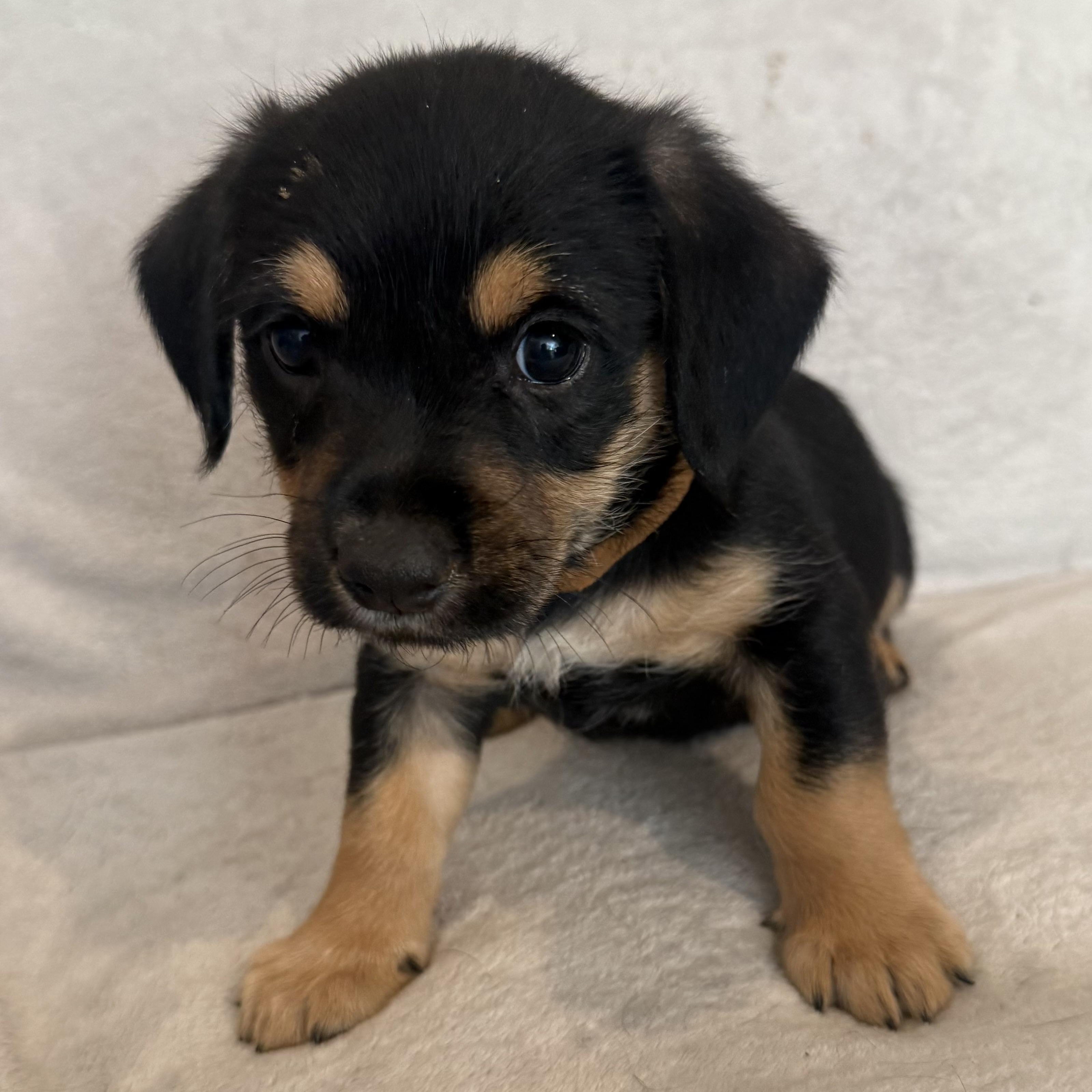 Enlarge Rodrigo (R litter), an adopted mixed breed in San Diego, CA image 4/4