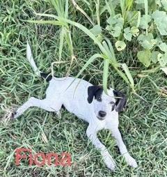 Fiona