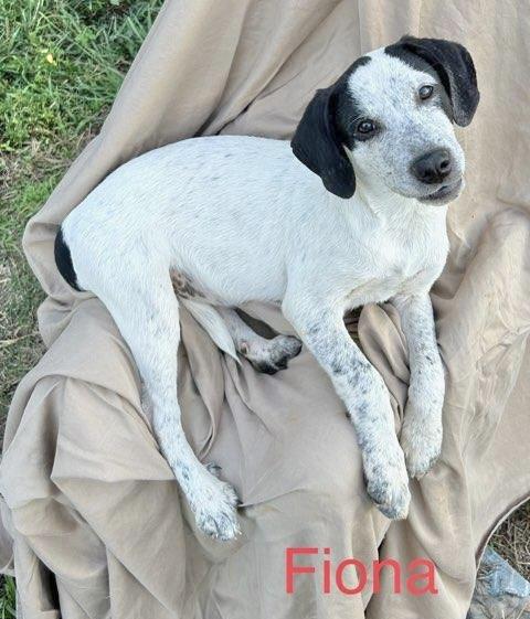 Fiona