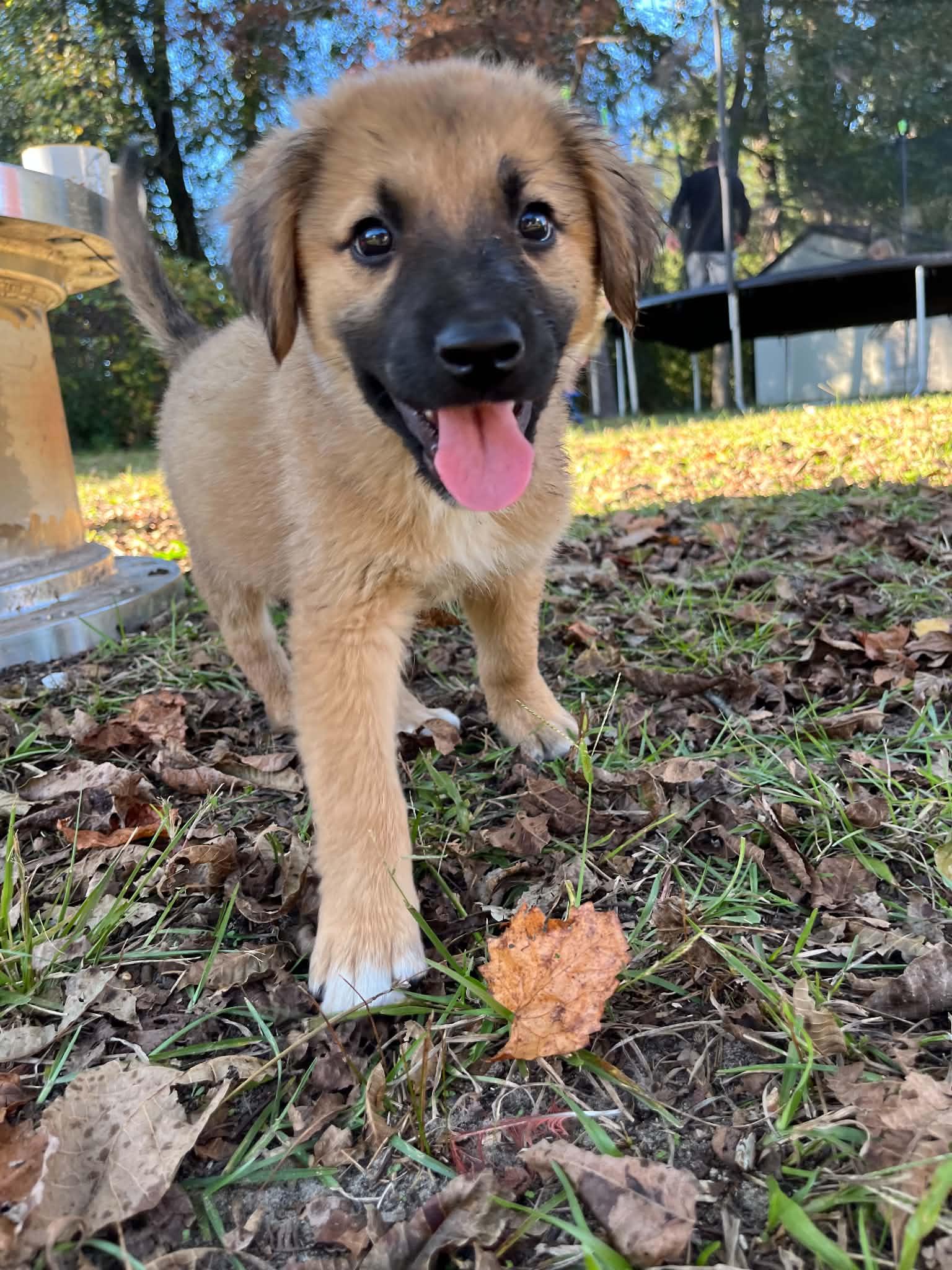 Enlarge Buster, a Adoptable German Shepherd Dog in Wilmington, NC image 3/5