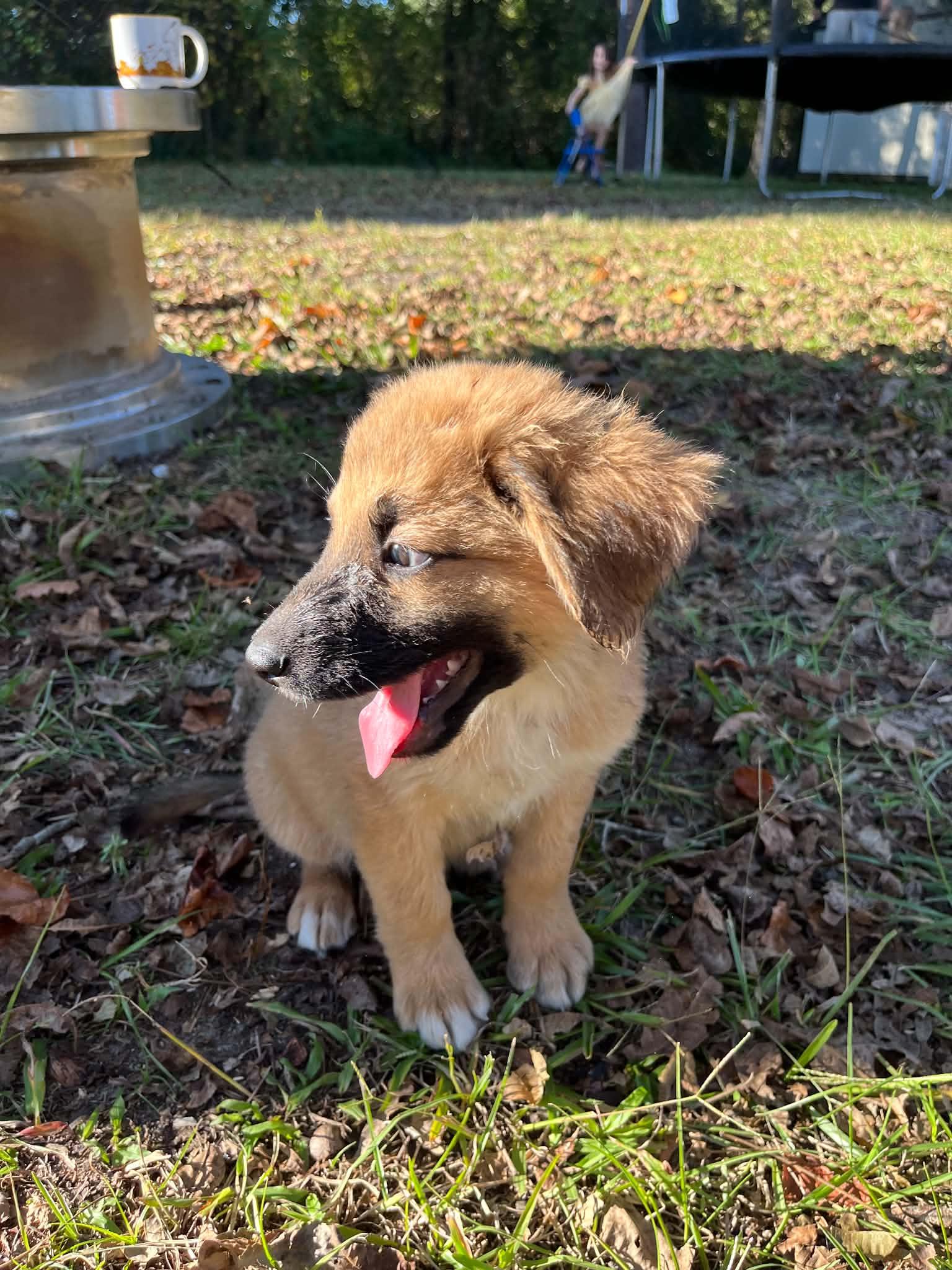 Enlarge Buster, a Adoptable German Shepherd Dog in Wilmington, NC image 5/5