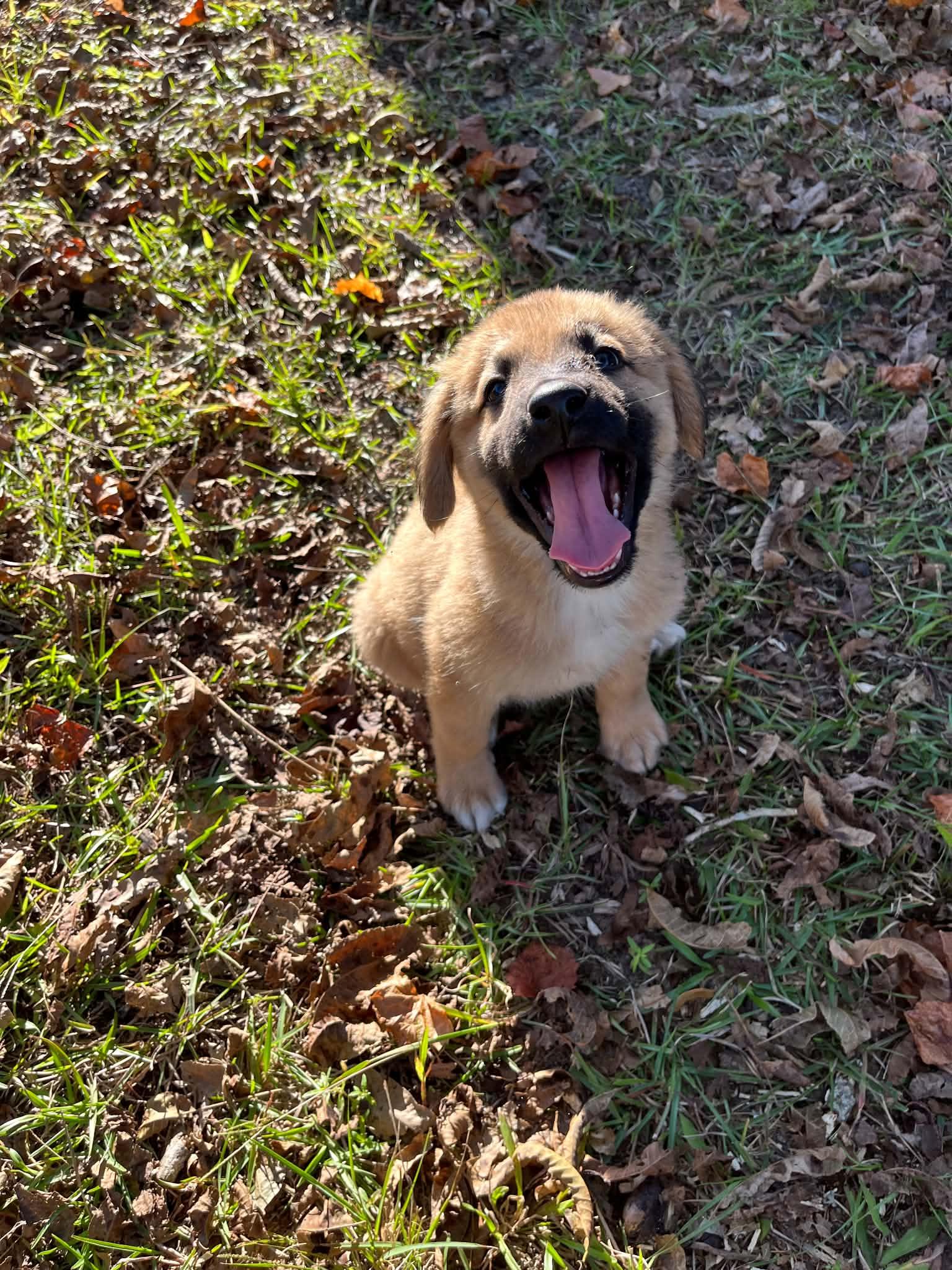 Enlarge Buster, a Adoptable German Shepherd Dog in Wilmington, NC image 2/5