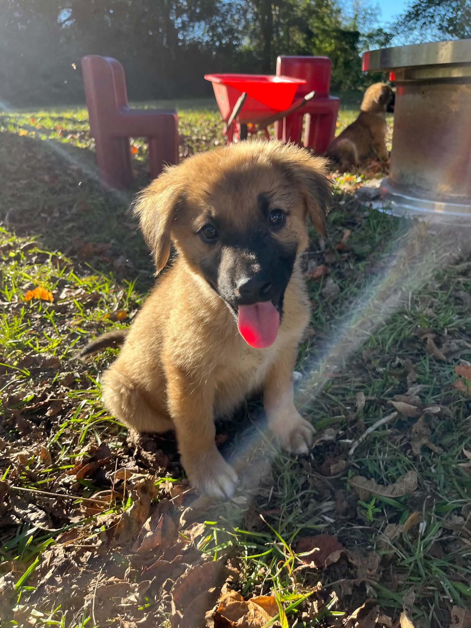 Enlarge Buster, a Adoptable German Shepherd Dog in Wilmington, NC image 1/5
