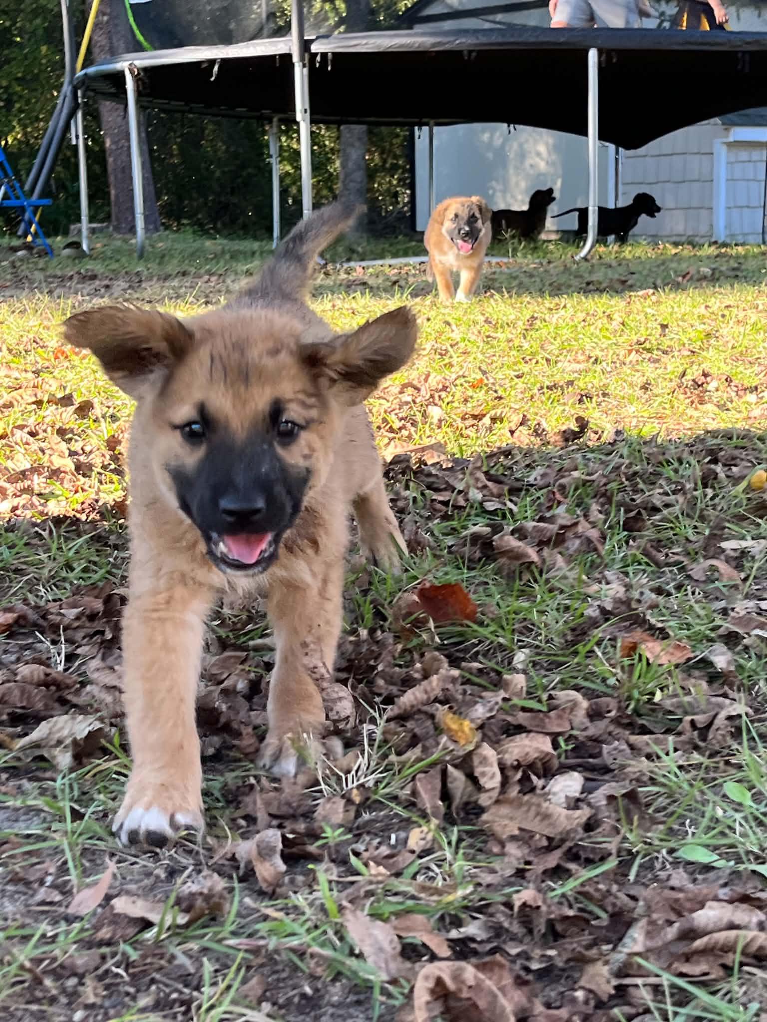 Enlarge Buster, a Adoptable German Shepherd Dog in Wilmington, NC image 4/5