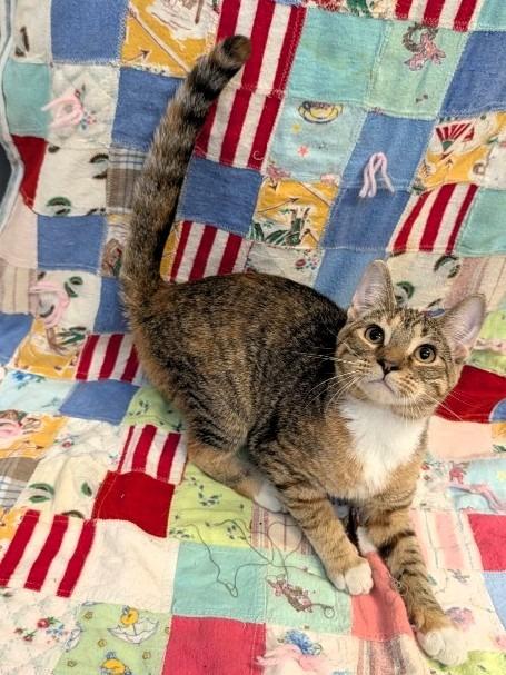 Enlarge Miss Frizzle Dorothy Ann, a Adoptable Calico in Crandon, WI image 1/2