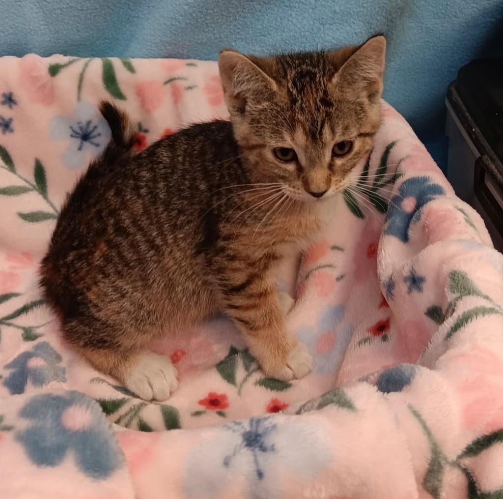 Miss Frizzle Dorothy Ann, Adoptable, Kitten Female Calico.