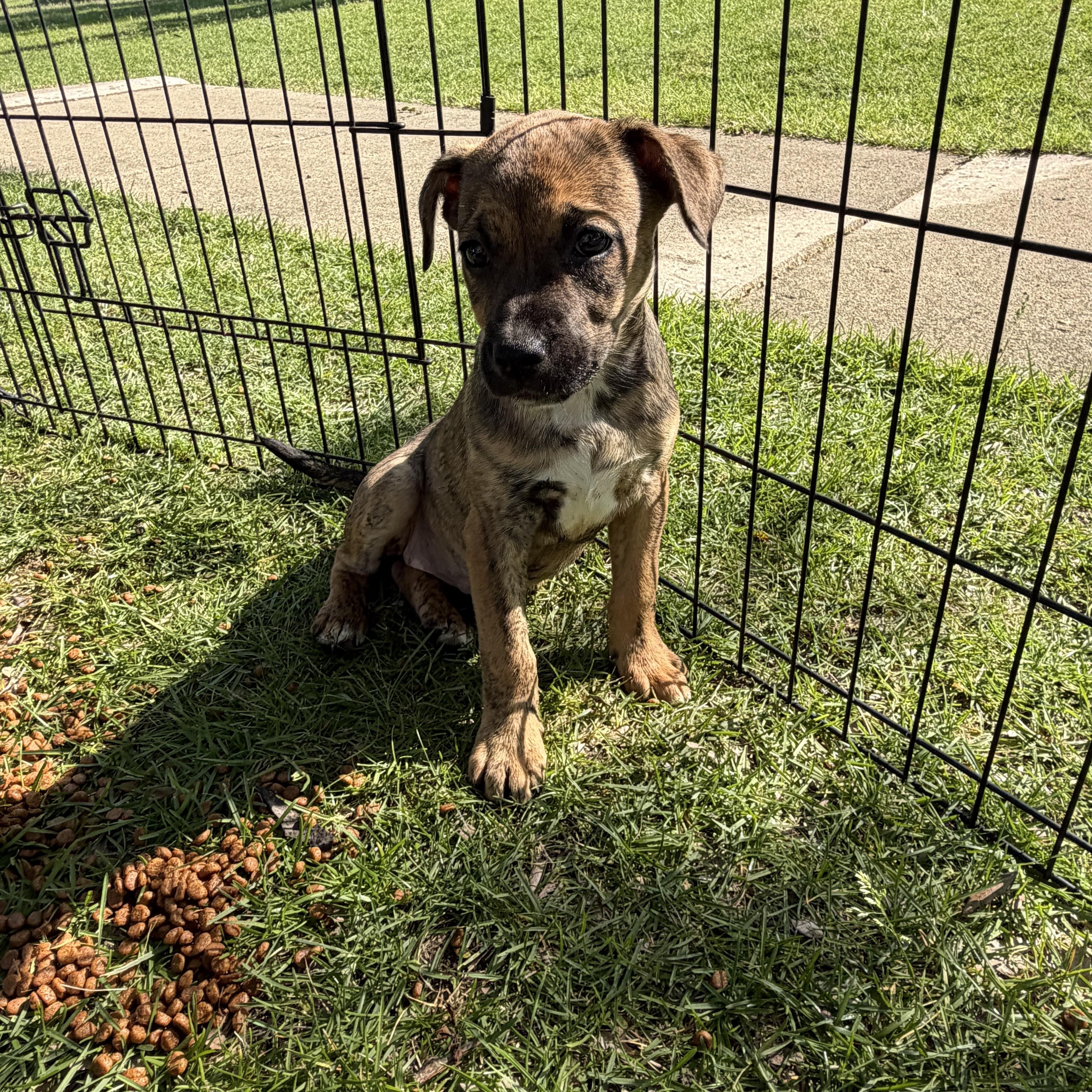 Enlarge Caitlin, a Adoptable mixed breed in Crystal Lake, IL image 5/6