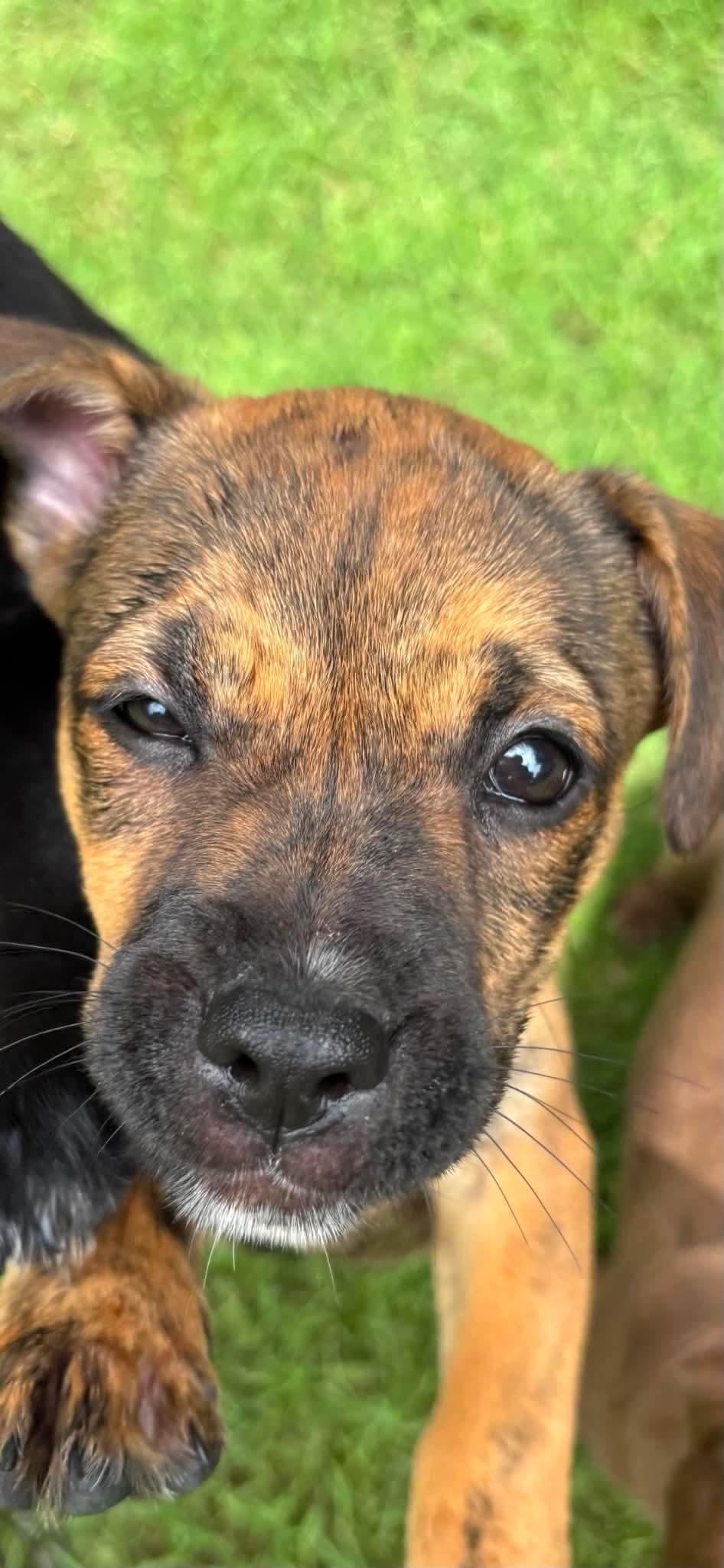 Enlarge Caitlin, a Adoptable mixed breed in Crystal Lake, IL image 3/6