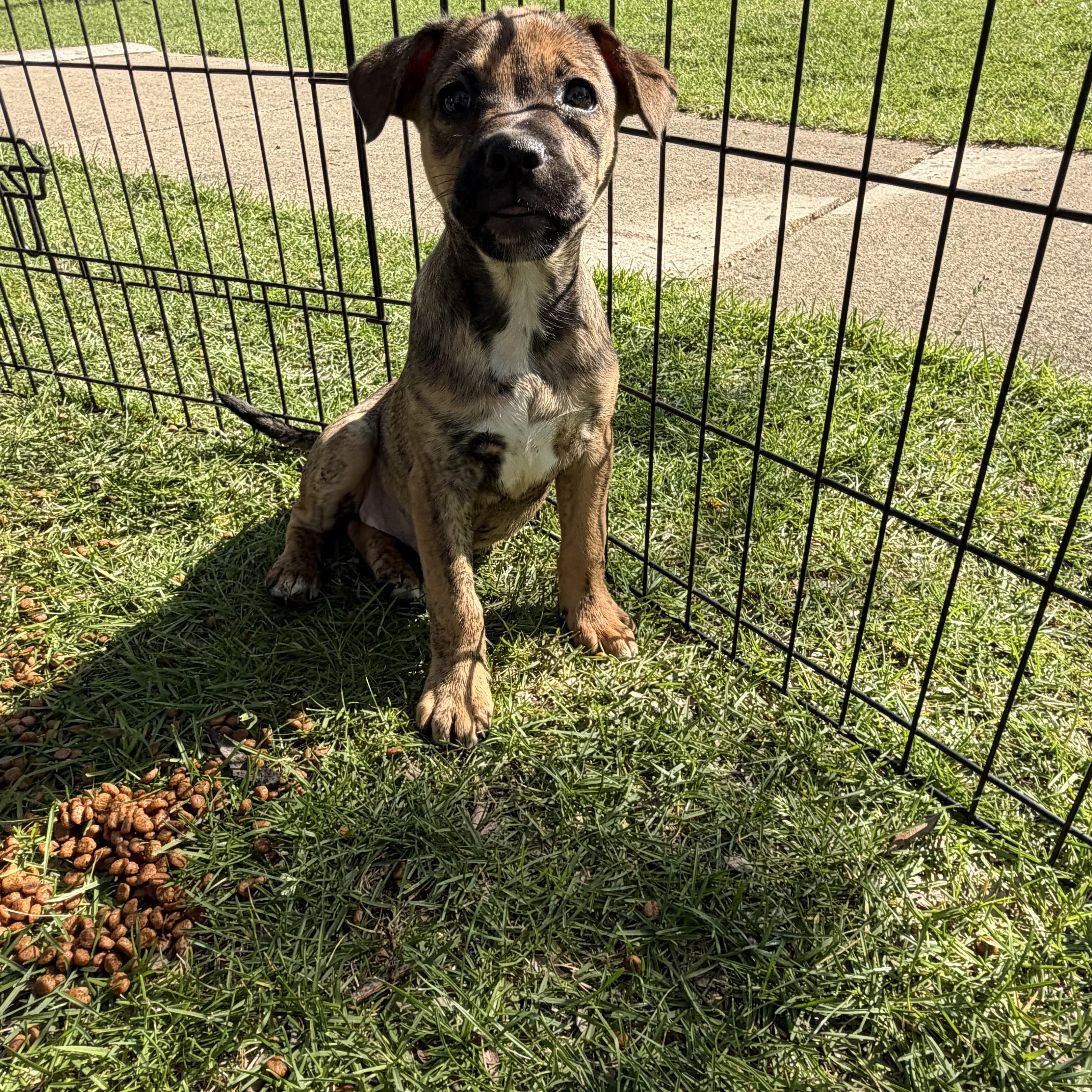 Enlarge Caitlin, a Adoptable mixed breed in Crystal Lake, IL image 4/6