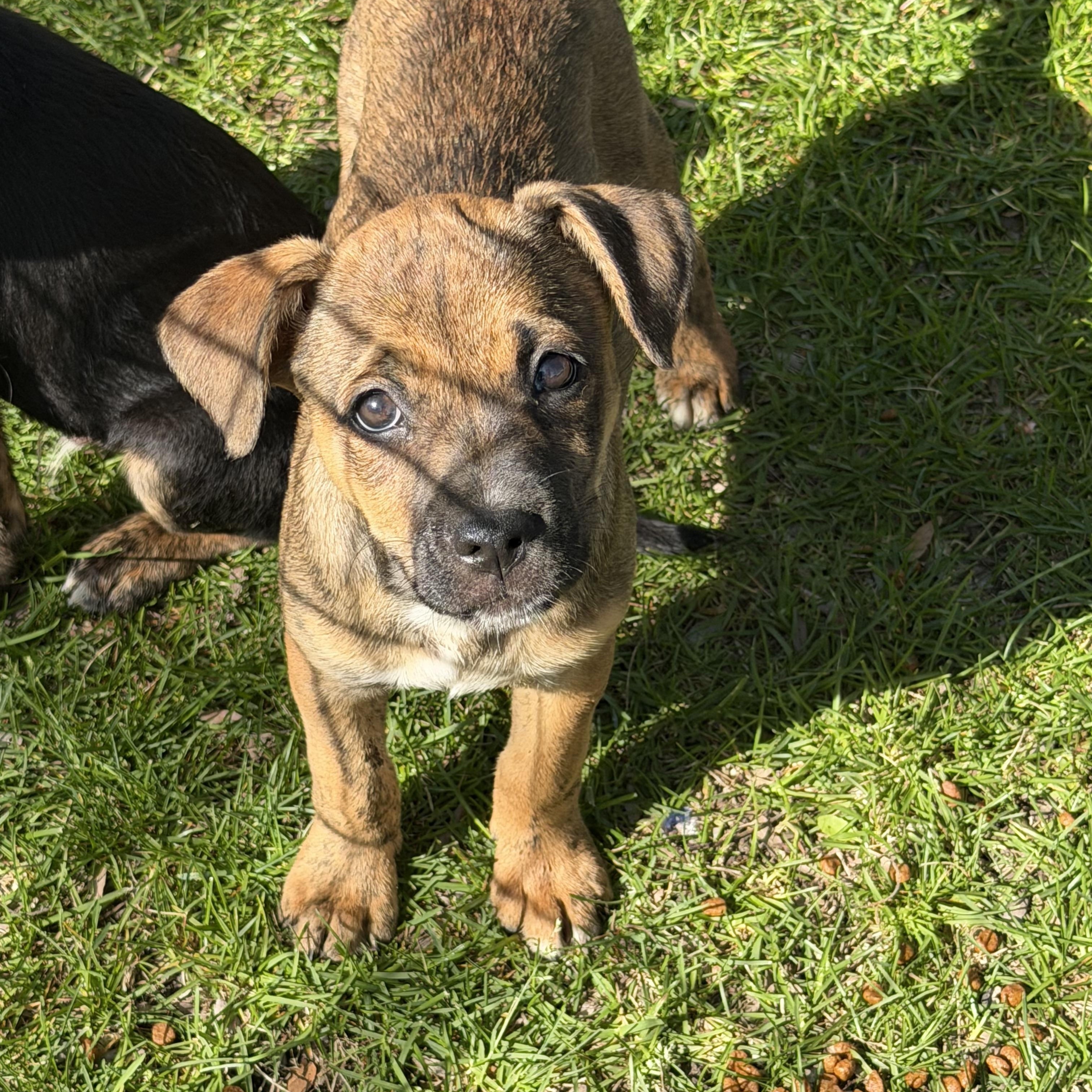Caitlin, Adoptable, Puppy Female Labrador Retriever.