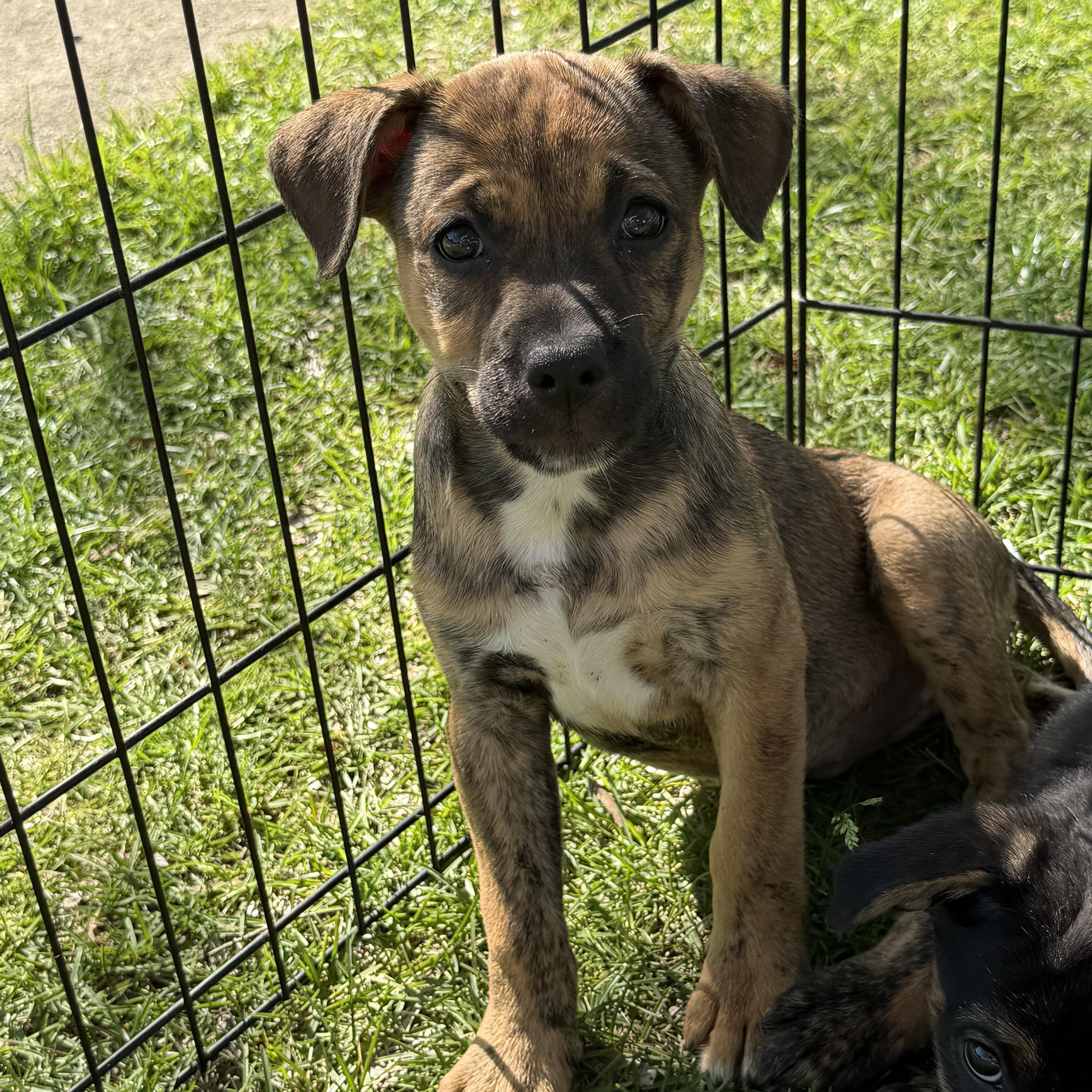 Enlarge Caitlin, a Adoptable mixed breed in Crystal Lake, IL image 2/6