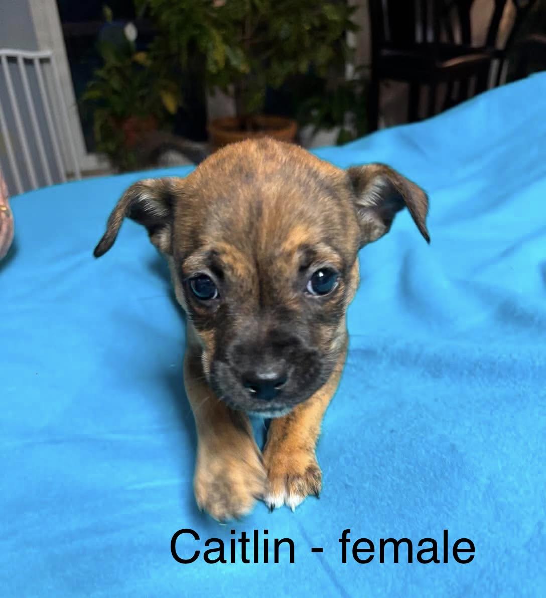 Caitlin, Adoptable, Puppy Female Labrador Retriever.