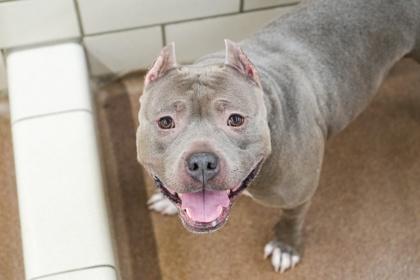 Lola, Adoptable, Adult Female Pit Bull Terrier & Mixed Breed.