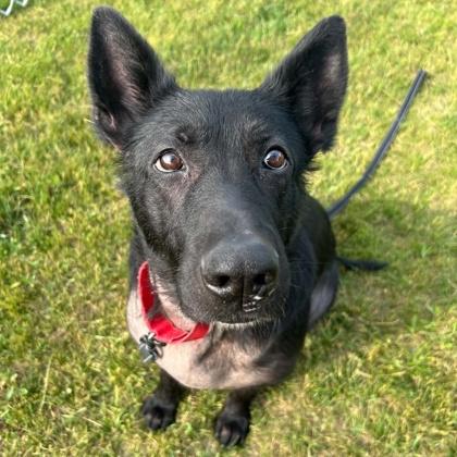 Moon, Adoptable, Young Female Mixed Breed & Mixed Breed.