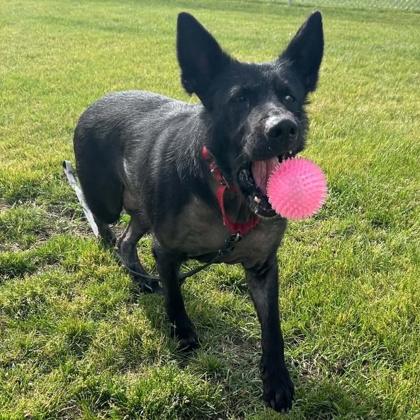 Enlarge Moon, a Adoptable mixed breed in Janesville, WI image 1/3