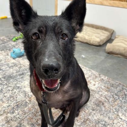 Enlarge Moon, a Adoptable mixed breed in Janesville, WI image 3/3