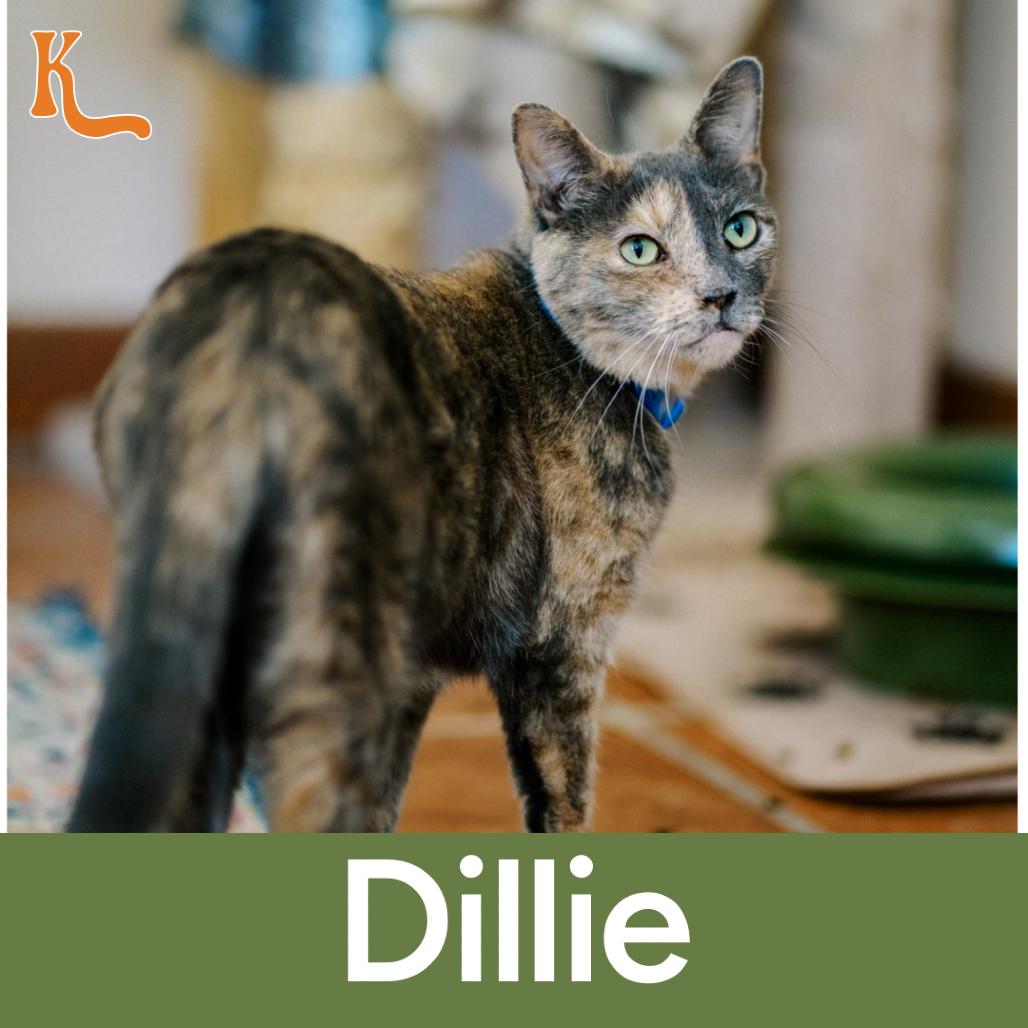 Enlarge Dillie, a Adoptable Domestic Short Hair in Desert Hot Springs, CA image 1/3