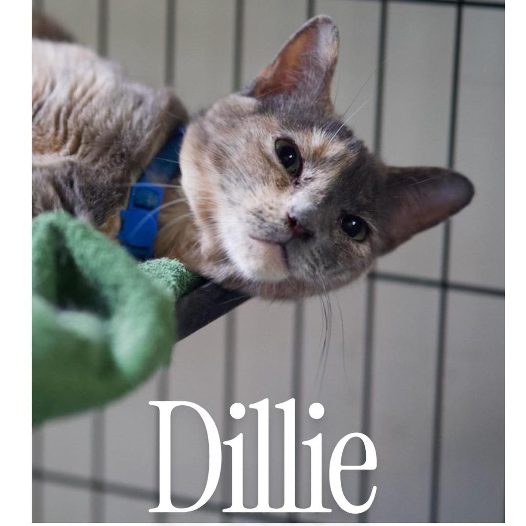 Enlarge Dillie, a Adoptable Domestic Short Hair in Desert Hot Springs, CA image 2/3