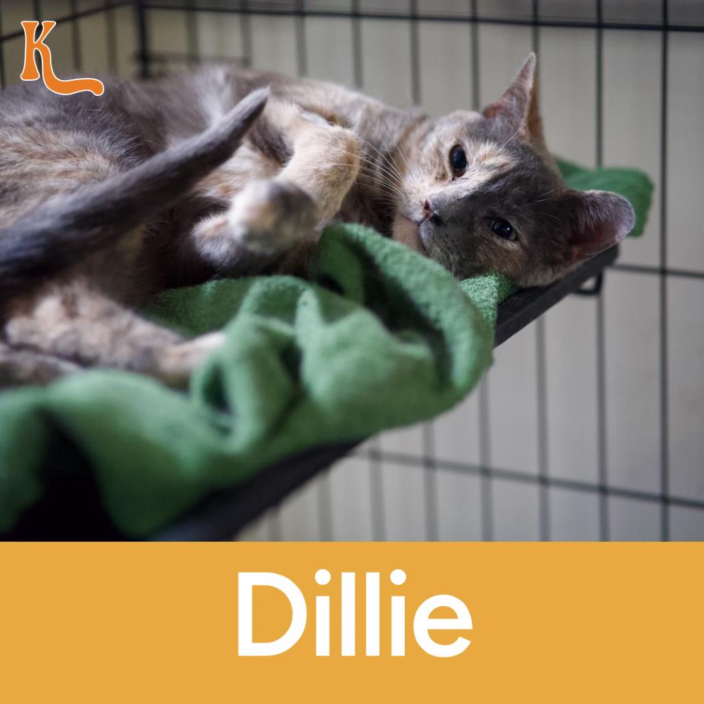 Enlarge Dillie, a Adoptable Domestic Short Hair in Desert Hot Springs, CA image 3/3