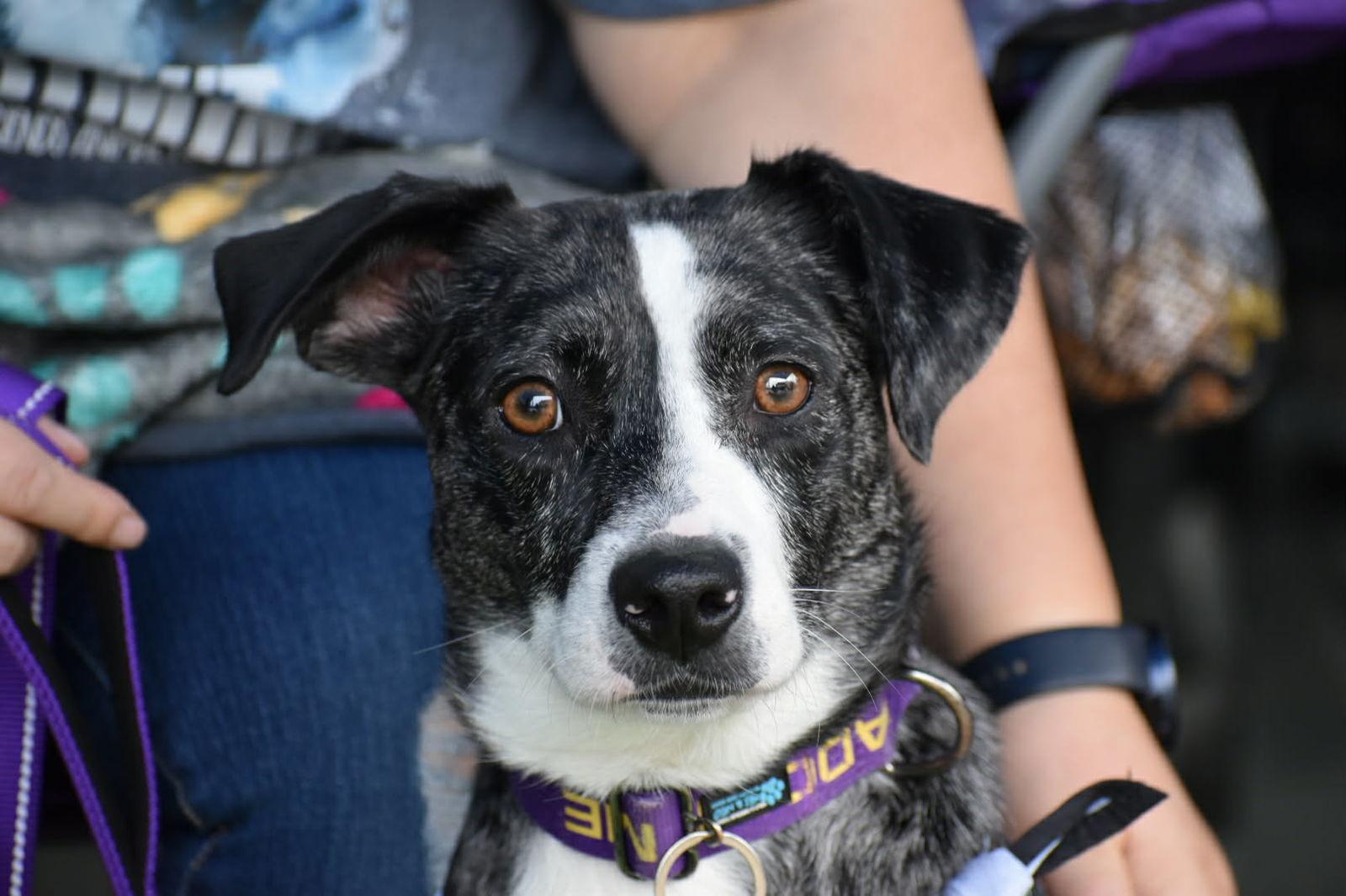 Grizelda, Adoptable, Adult Female Australian Shepherd & Catahoula Leopard Dog.