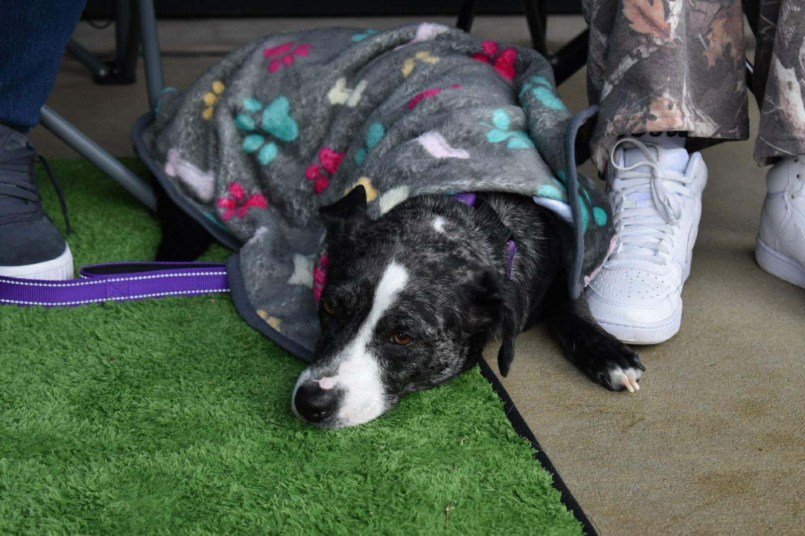 Enlarge Grizelda, a Adoptable mixed breed in Auburn, GA image 2/3