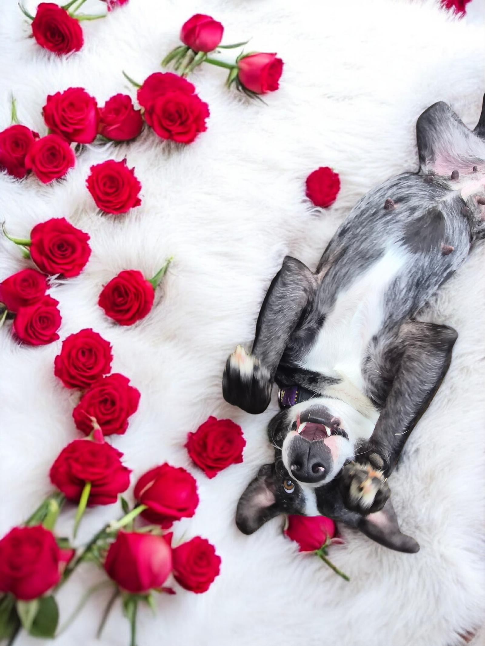 Grizelda, Adoptable, Adult Female Australian Shepherd & Catahoula Leopard Dog.