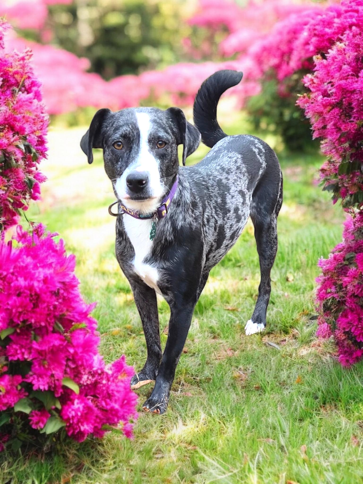 Grizelda, a Adoptable mixed breed in Auburn, GA image 2/3
