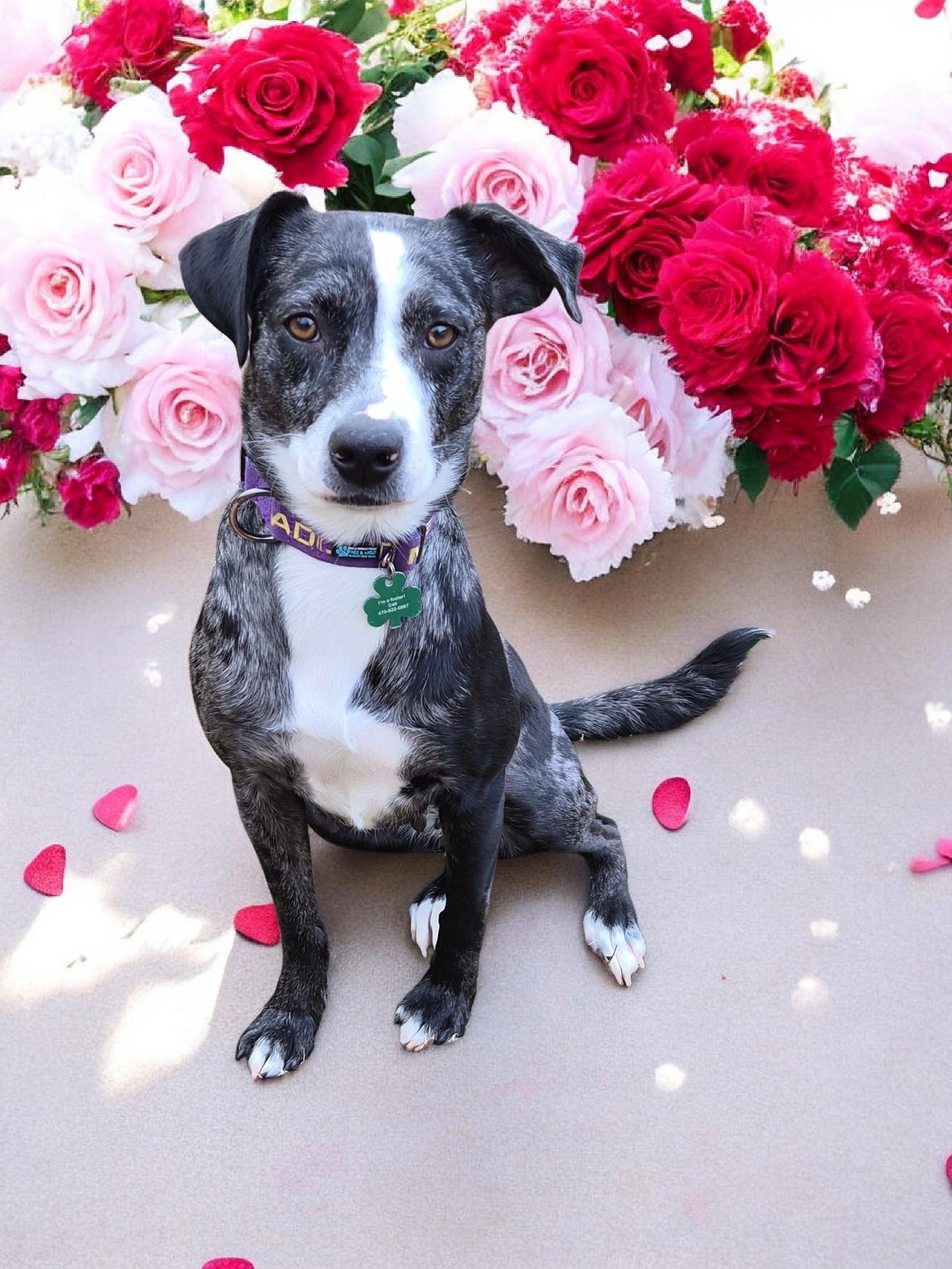 Grizelda, a Adoptable mixed breed in Auburn, GA image 3/3